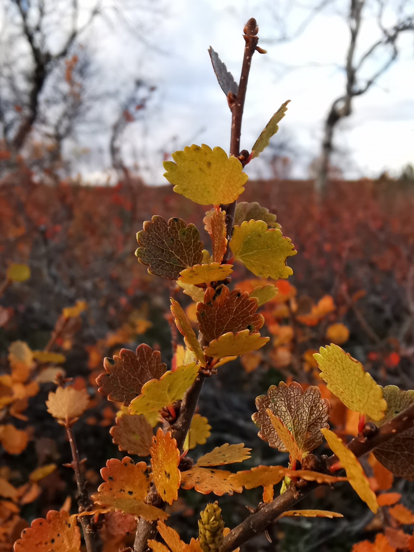 Autumn Leaves