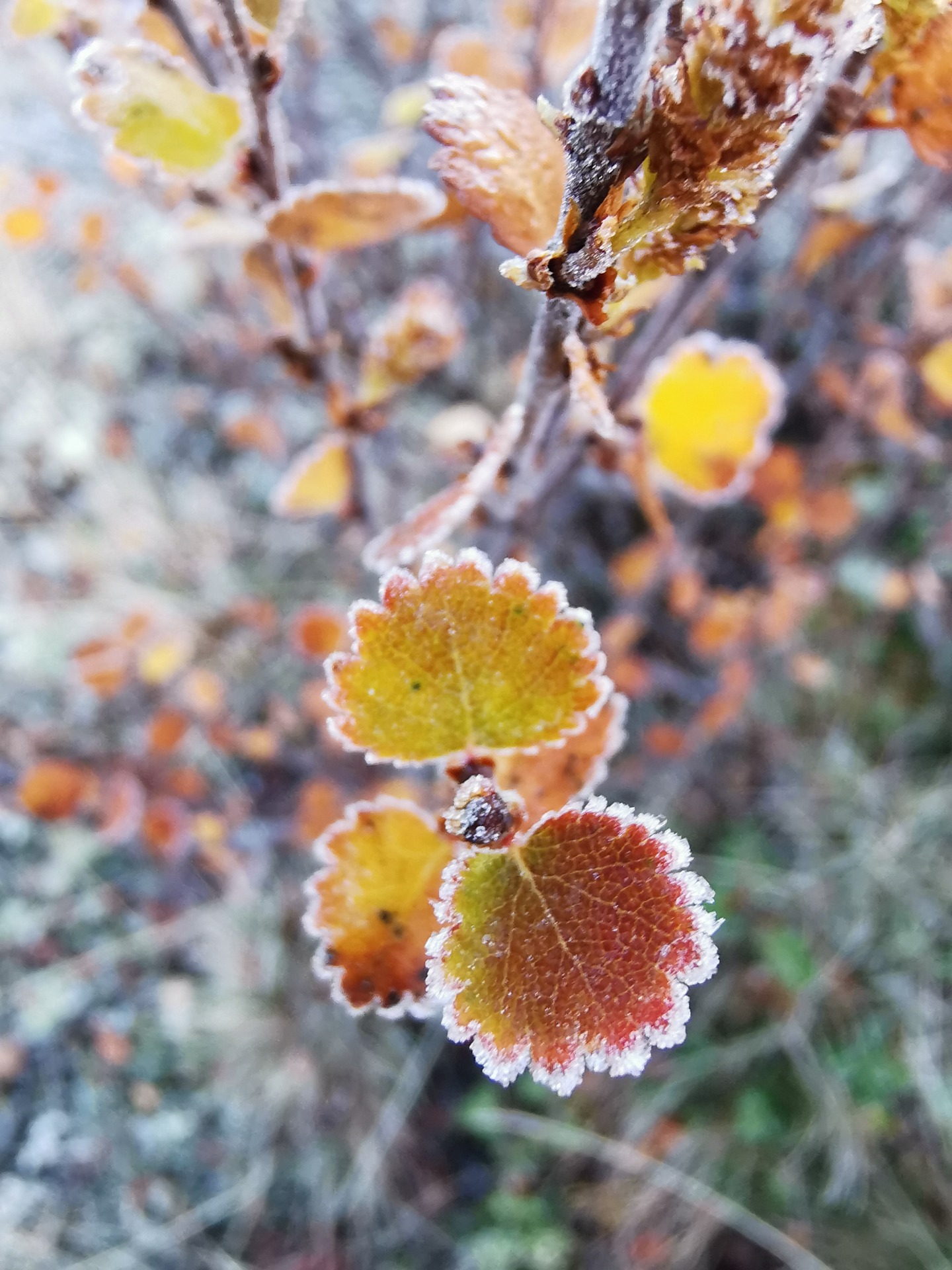 Frosted Leaves